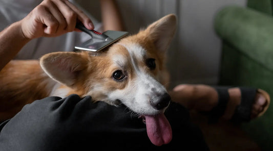 The Ultimate Guide to Grooming and Bathing Your Dog