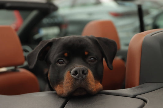 5 Tips for Choosing Dog Car Seat Covers