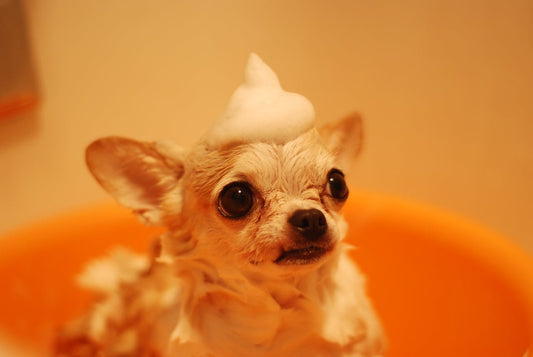 7 Things You Should Know about Chihuahuas