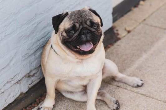 Everything You Need to Know About Pugs